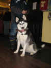 Apachep.jpg (56001 octets)