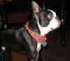 Buster_Buzzp.JPG (54117 octets)