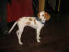 CharlieP.JPG (36629 octets)