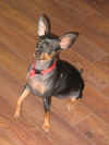 Charlotte_p.JPG (40833 octets)