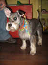 Chloe pp.JPG (54420 octets)