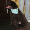 RockyP.JPG (50274 octets)