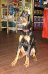 Ruby_p.JPG (64704 octets)