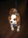Tuffy_p.JPG (33046 octets)